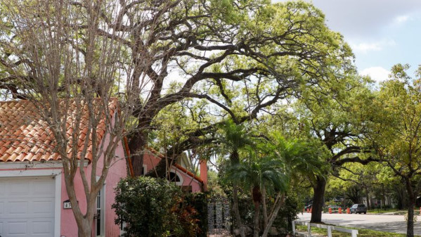 Legal: “Is Tampa’s tree canopy shrinking because of a change in state law?”